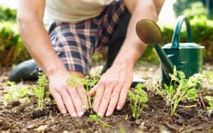 15 Amazing Gardening Tricks That You Will Adore