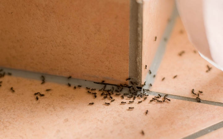 Get Rid Of Those Annoying Ants