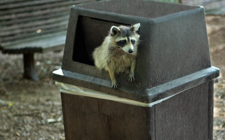 To Keep Raccoons Away From Your Trash Bins