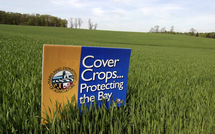 Plant Some Cover Crops