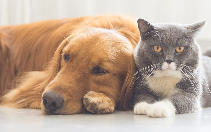Determine what to do with pets